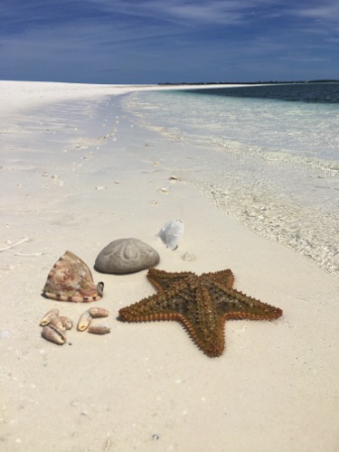 finding helmet conch, sand dollars sea glass and shells in Eleuthera